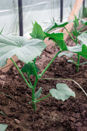 Cucumber bushes grow in a greenhouse. Greenery in the garden.の写真素材