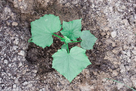 Cucumber bushes grow in a greenhouse. Greenery in the garden.の写真素材
