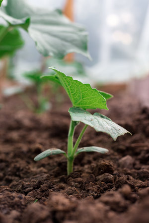 Cucumber bushes grow in a greenhouse. Greenery in the garden.の写真素材