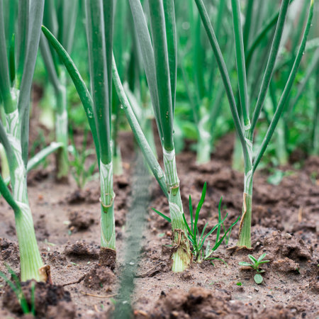 Green onions in the garden. Young greens.の写真素材