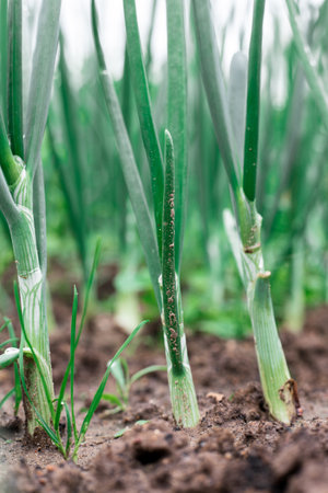 Green onions in the garden. Young greens.の写真素材