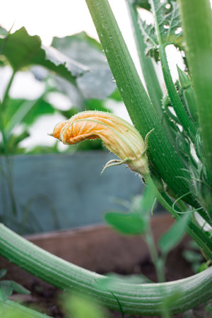 Flowering zucchini in the garden. Yellow flowers.の写真素材