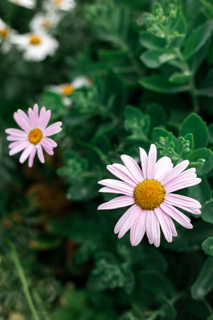 Daisies with rose petals grow in the gardenの写真素材