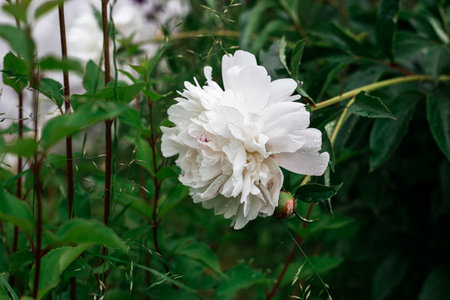 White peony in the garden. Beautiful white flower.の写真素材