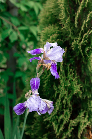 Blue iris on a green background. Beautiful flower in the garden.の写真素材