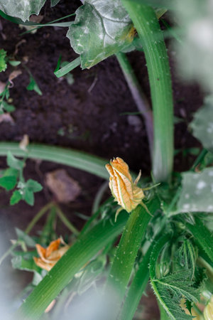 Flowering zucchini in the garden. Yellow flowers.の写真素材