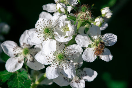 A bee pollinates flowers on a bush. Macro shooting.の写真素材