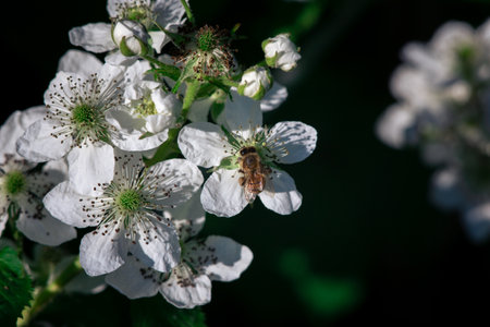 A bee pollinates flowers on a bush. Macro shooting.の写真素材