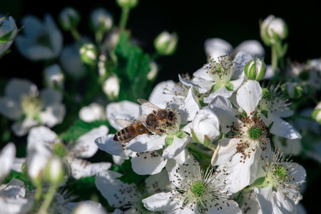 A bee pollinates flowers on a bush. Macro shooting.の写真素材