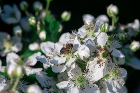 A bee pollinates flowers on a bush. Macro shooting.の写真素材