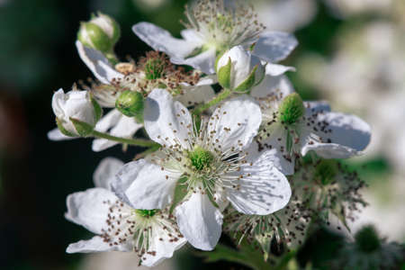 A bee pollinates flowers on a bush. Macro shooting.の写真素材