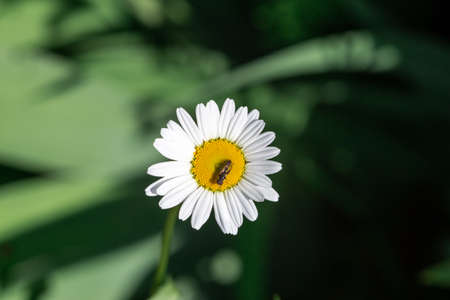 A fly sits on a chamomile. Macro shooting.の写真素材