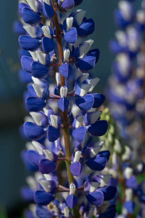 Blue lupine flowers macro shot. Close-up. Lots of petals.の写真素材