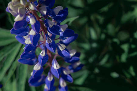 Blue lupine flowers macro shot. Close-up. Lots of petals.の写真素材