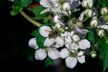 A bee pollinates flowers on a bush. Macro shooting.の写真素材