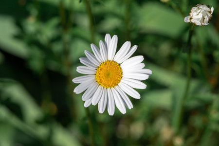 Beautiful white chamomile alone on a green backgroundの写真素材