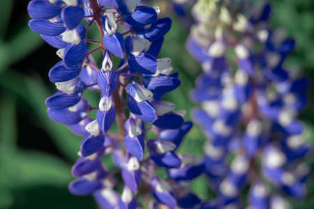 Blue lupine flowers macro shot. Close-up. Lots of petals.の写真素材