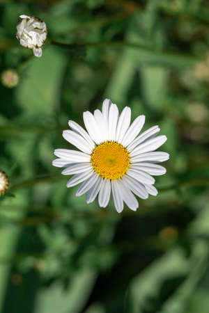 Beautiful white chamomile alone on a green backgroundの写真素材