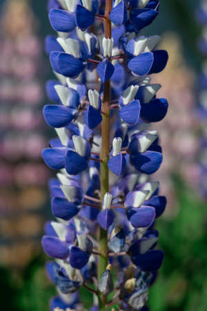 Blue lupine flowers macro shot. Close-up. Lots of petals.の写真素材