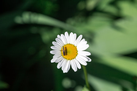 A fly sits on a chamomile. Macro shooting.の写真素材