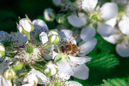 A bee pollinates flowers on a bush. Macro shooting.の写真素材