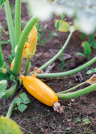 Yellow zucchini in the garden. Useful vegetable.の写真素材