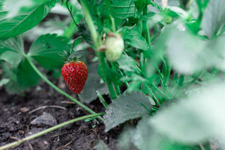 Red berry strawberries on a branch. Berry in the garden.の写真素材