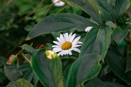 Beautiful white chamomile alone on a green backgroundの写真素材