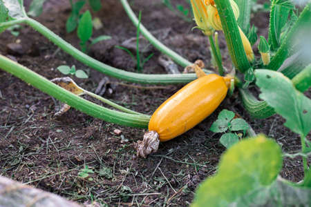 Yellow zucchini in the garden. Useful vegetable.の写真素材