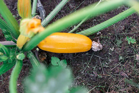 Yellow zucchini in the garden. Useful vegetable.の写真素材
