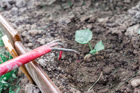 Cultivating the land in the garden with a hoeの写真素材