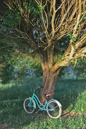 A blue cruiser bicycle stands under a treeの写真素材