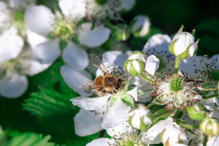 A bee pollinates flowers on a bush. Macro shooting.の写真素材