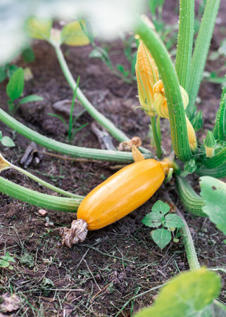 Yellow zucchini in the garden. Useful vegetable.の写真素材