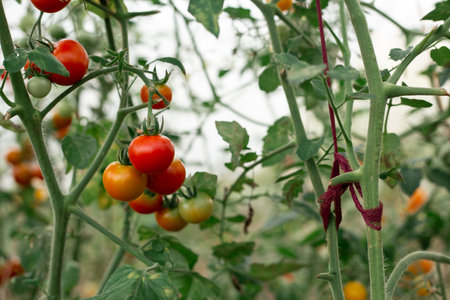 Tomatoes on the branches grow in the gardenの写真素材