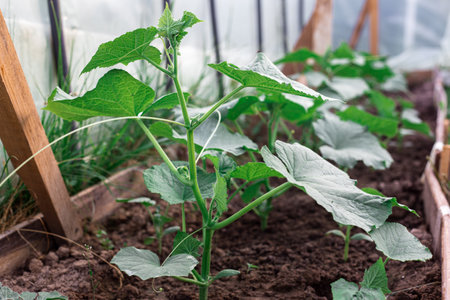 Cucumber bushes grow in a greenhouse. Greenery in the garden.の写真素材