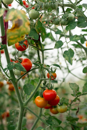 Tomatoes on the branches grow in the gardenの写真素材