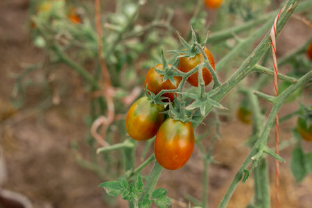 Tomatoes on the branches grow in the gardenの写真素材