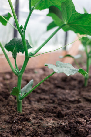 Cucumber bushes grow in a greenhouse. Greenery in the garden.の写真素材