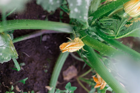 Flowering zucchini in the garden. Yellow flowers.の写真素材