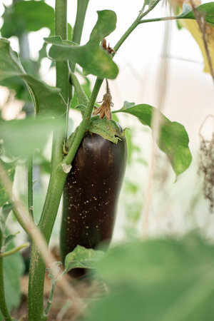 Eggplant grows on branches in a greenhouseの写真素材