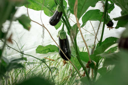 Eggplant grows on branches in a greenhouseの写真素材
