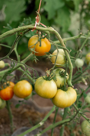Tomatoes ripen on branches in a greenhouseの写真素材