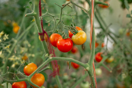 Tomatoes on the branches grow in the gardenの写真素材