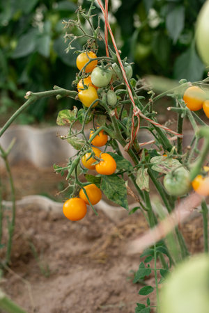 Yellow cherry tomatoes grow on branches in a greenhouseの写真素材