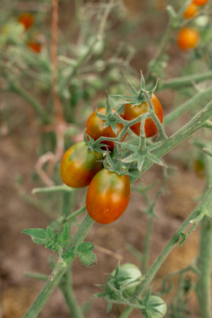 Tomatoes on the branches grow in the gardenの写真素材