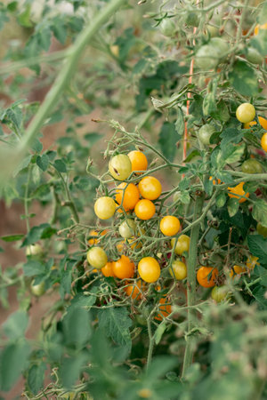 Yellow cherry tomatoes grow on branches in a greenhouseの写真素材