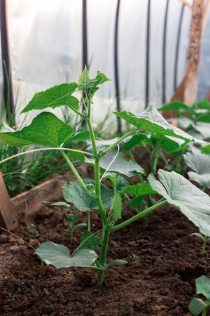 Cucumber bushes grow in a greenhouse. Greenery in the garden.の写真素材
