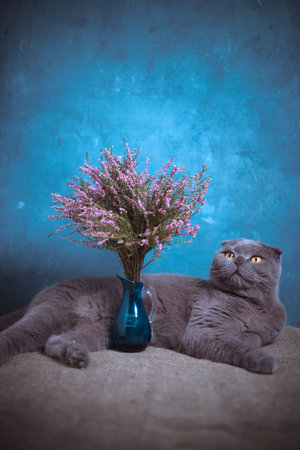 A gray cat lies on a table near a vase with heather on a blue backgroundの写真素材