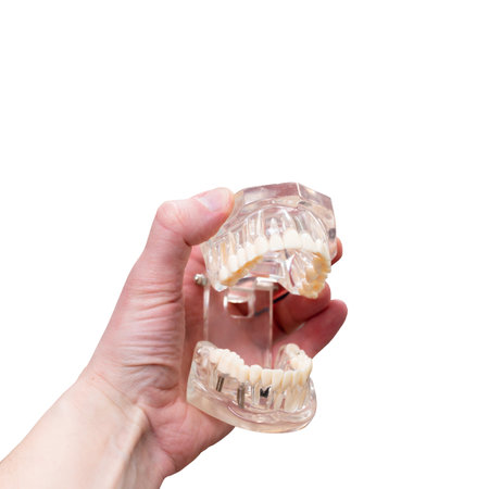 Human jaw in hand on white backgroundの写真素材